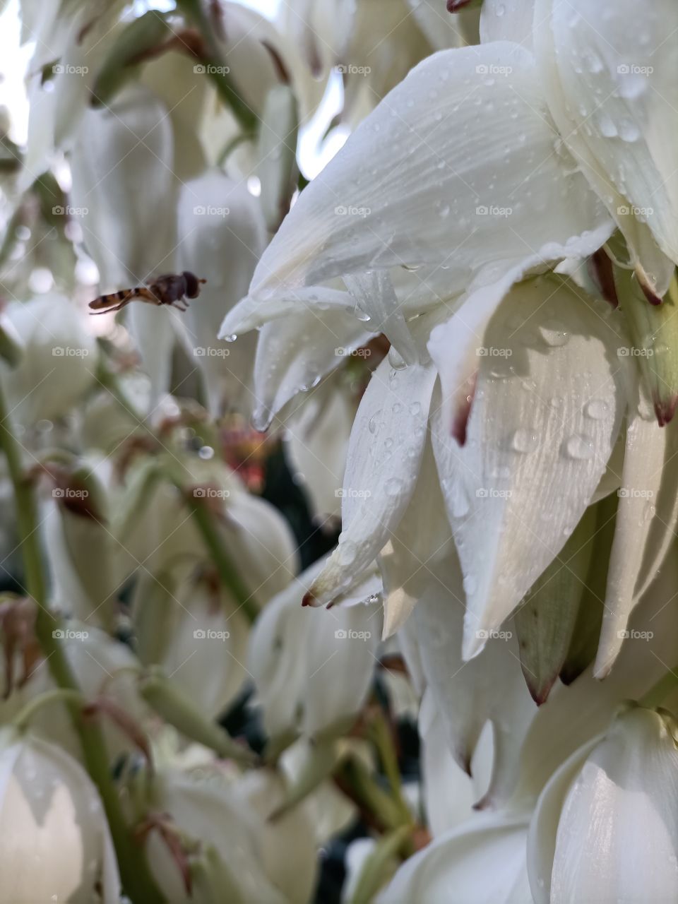 The beauty in nature