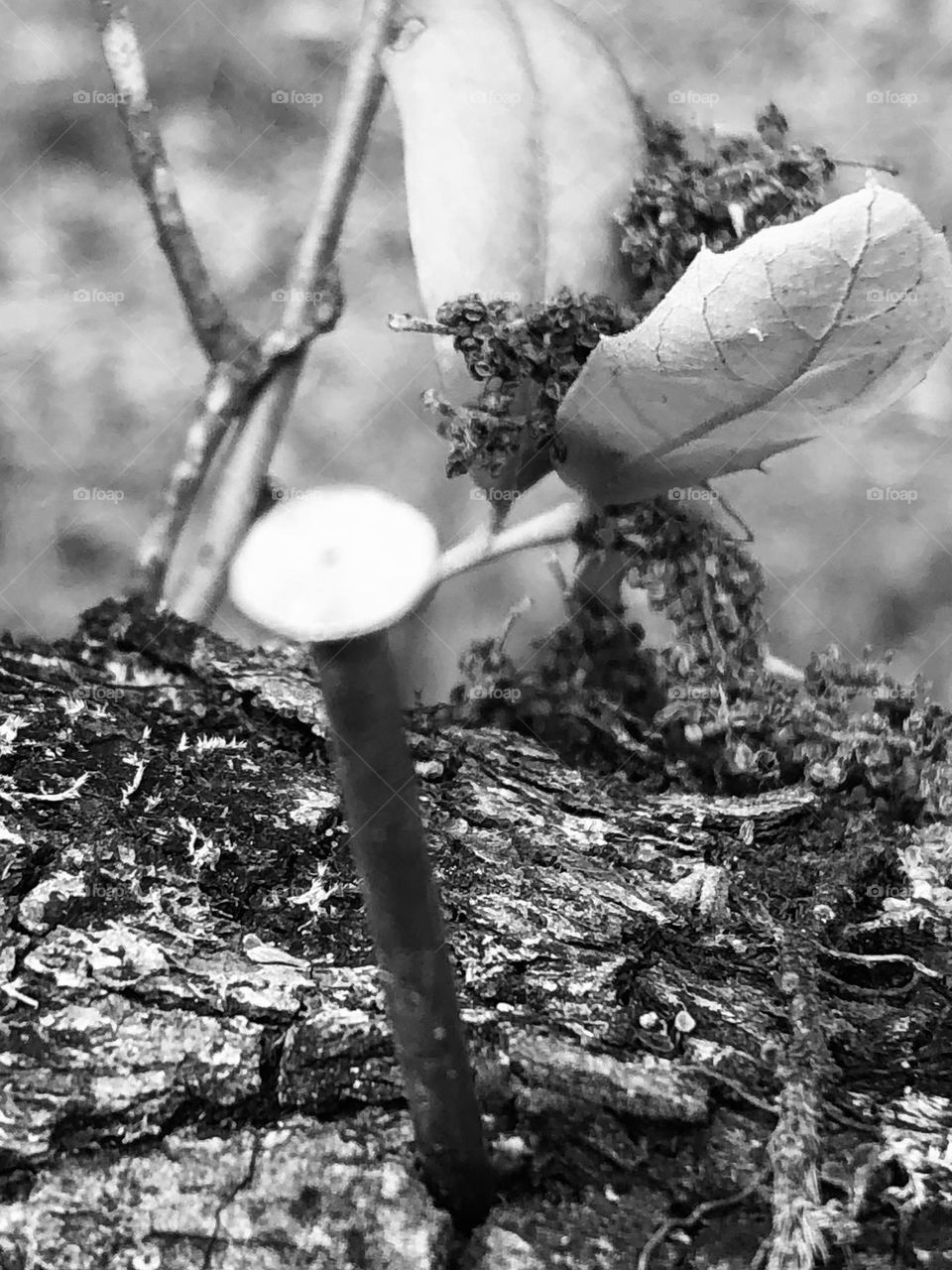 Another random thing that I found out here. Black and white of a nail hammered into a branch. No idea why!