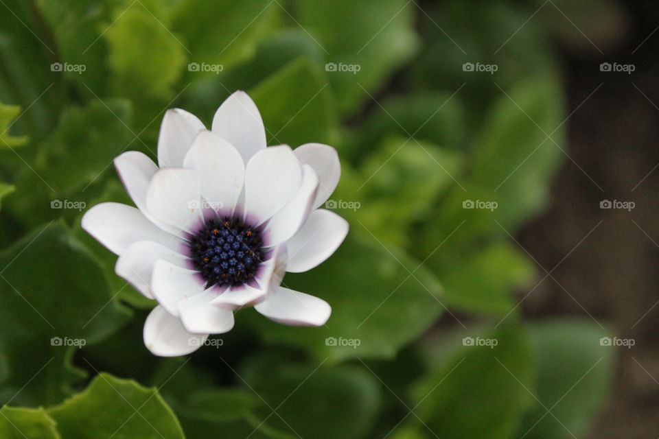 Detail of a white flower