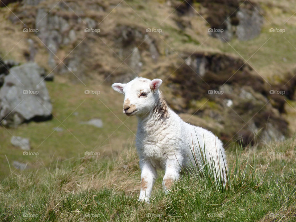 animal lamb wool wales by ptrendy