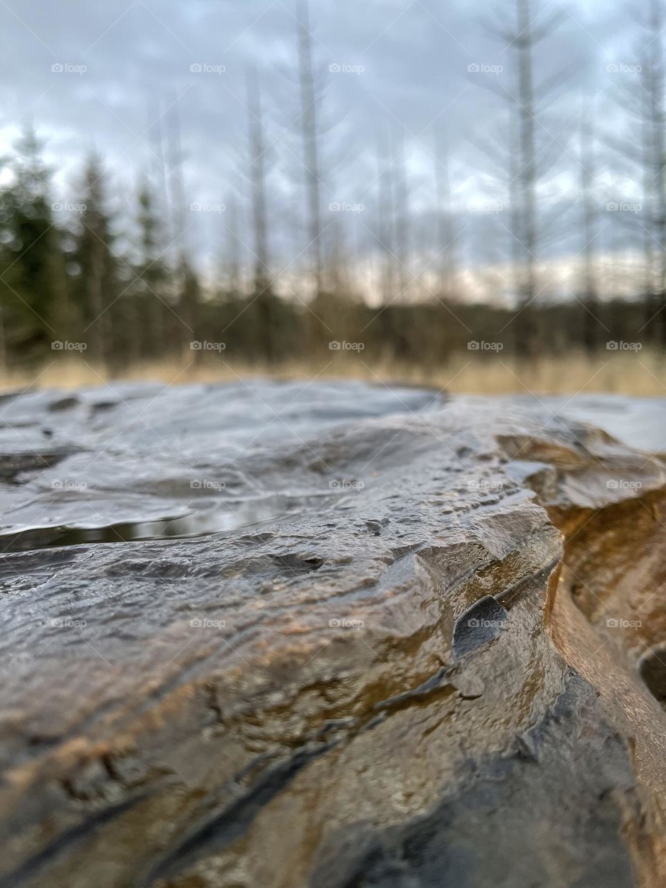 Wet rocks with trees in background 