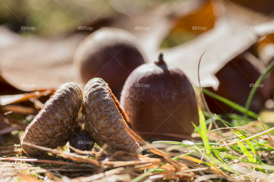 chestnut in park during autumn