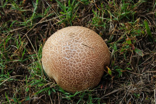 Mushroom