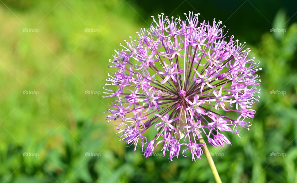 beautiful purple flower round texture green background summer nature