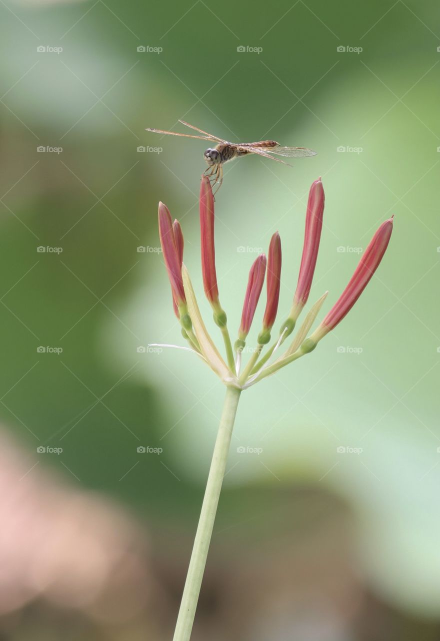 dragonfly and flower