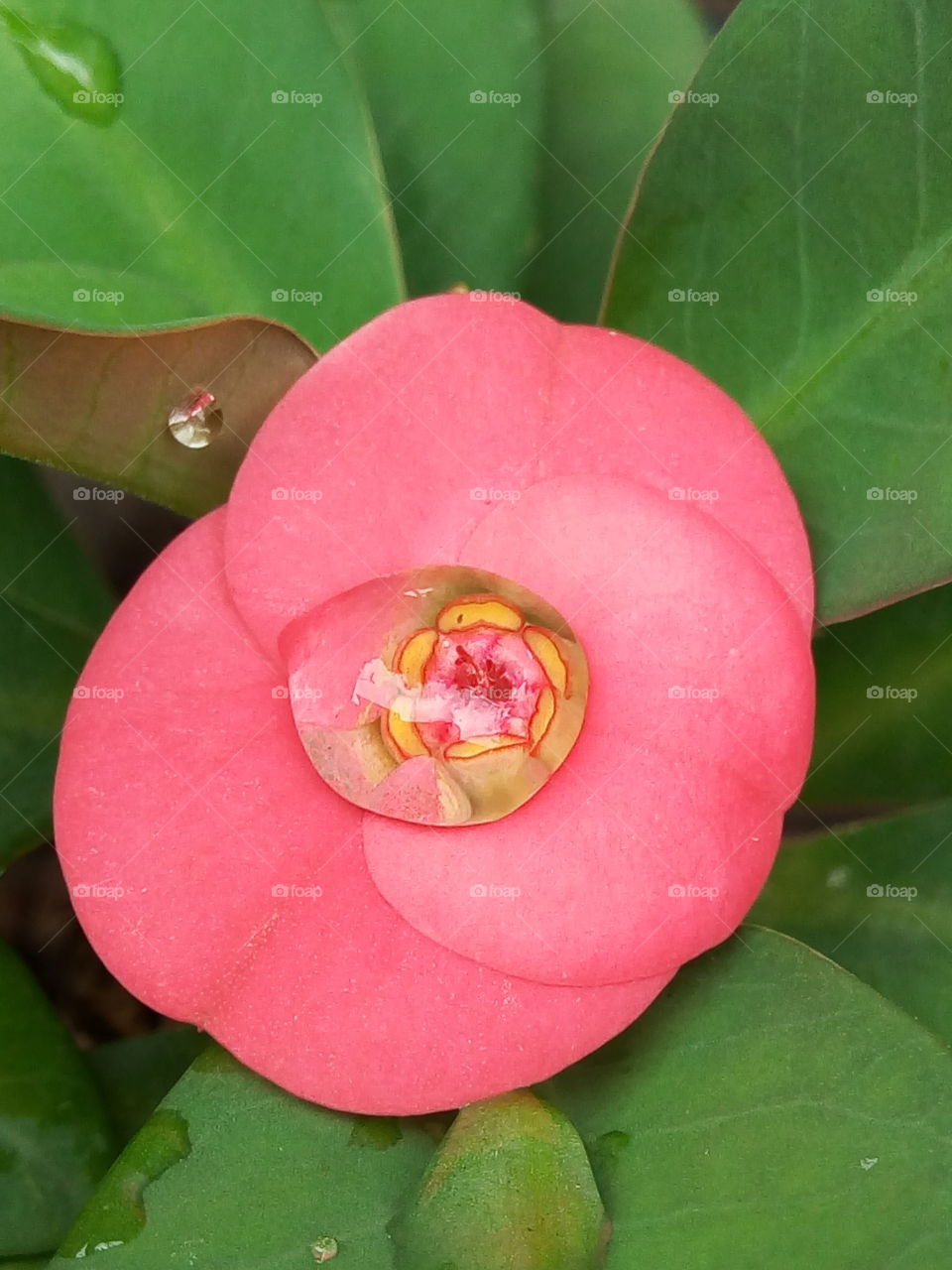 water droplets on a rose
