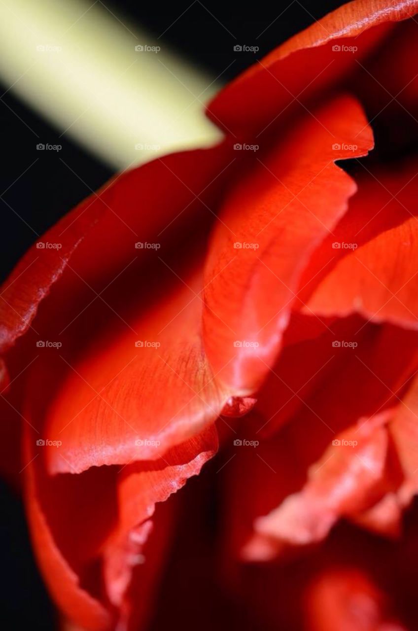 Red tulip