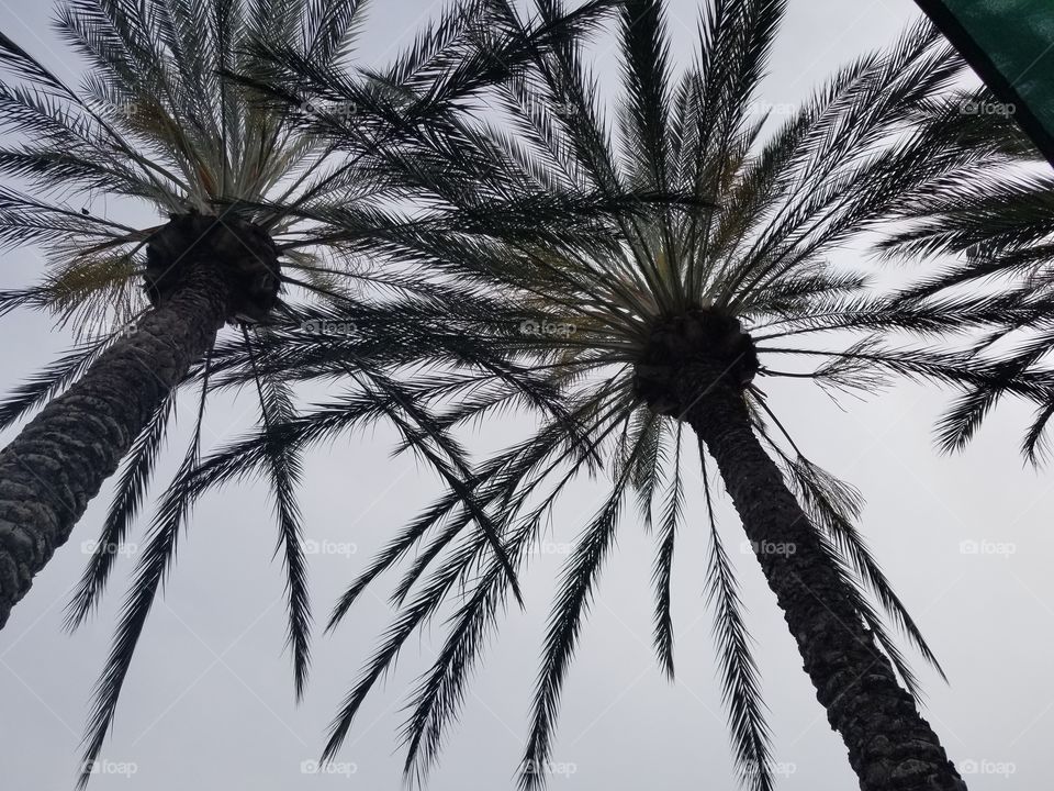 palms