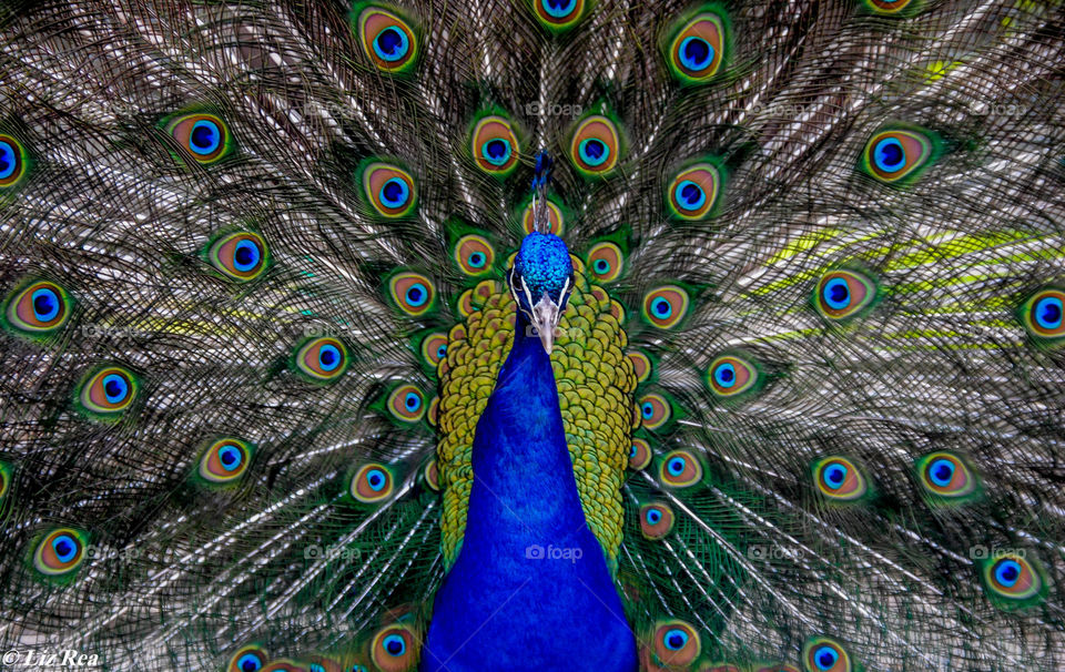 Peacock 