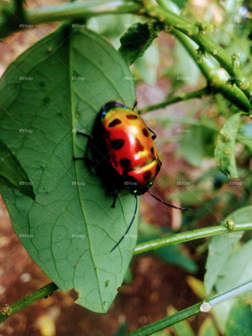 Insects with beautiful colors