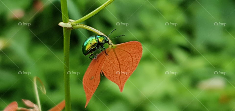 small green beetle