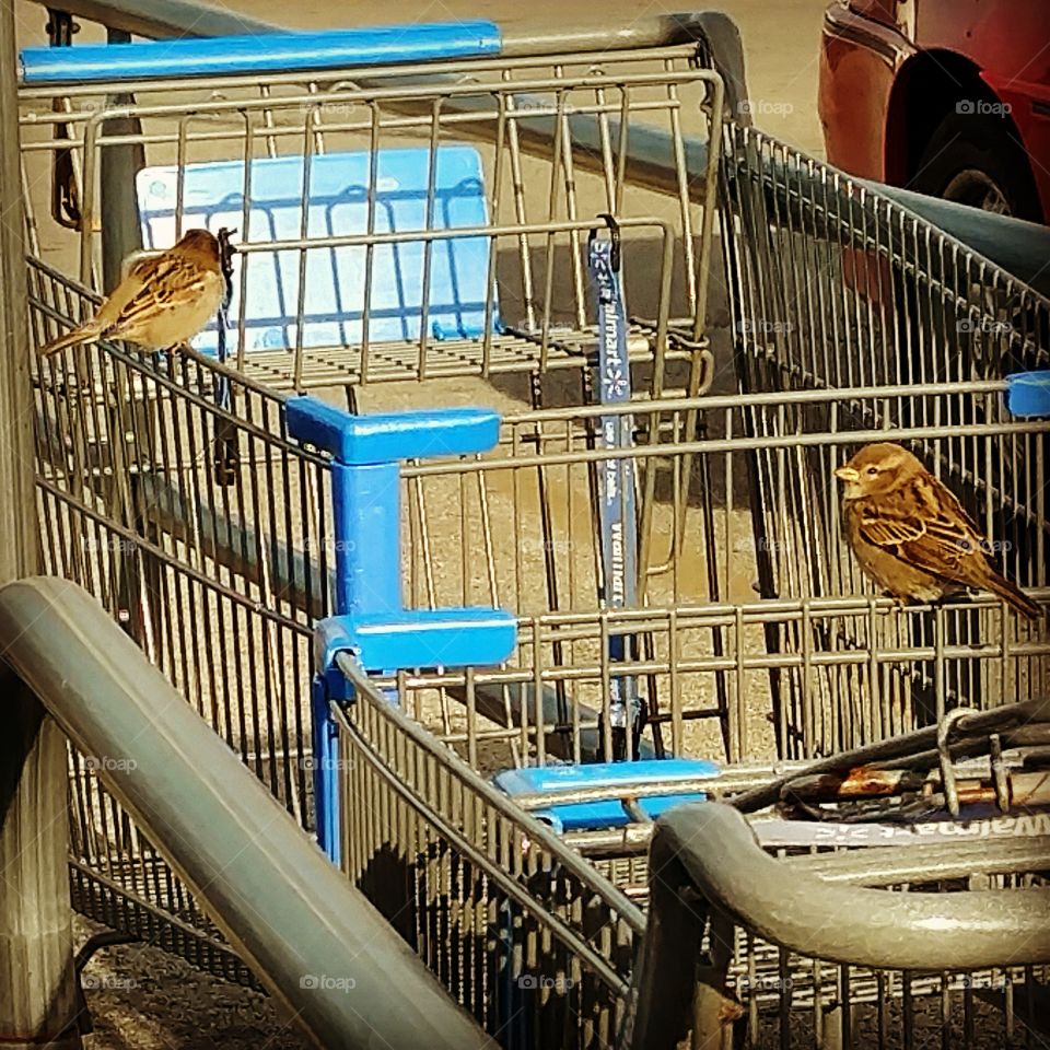 Bird's on a cart