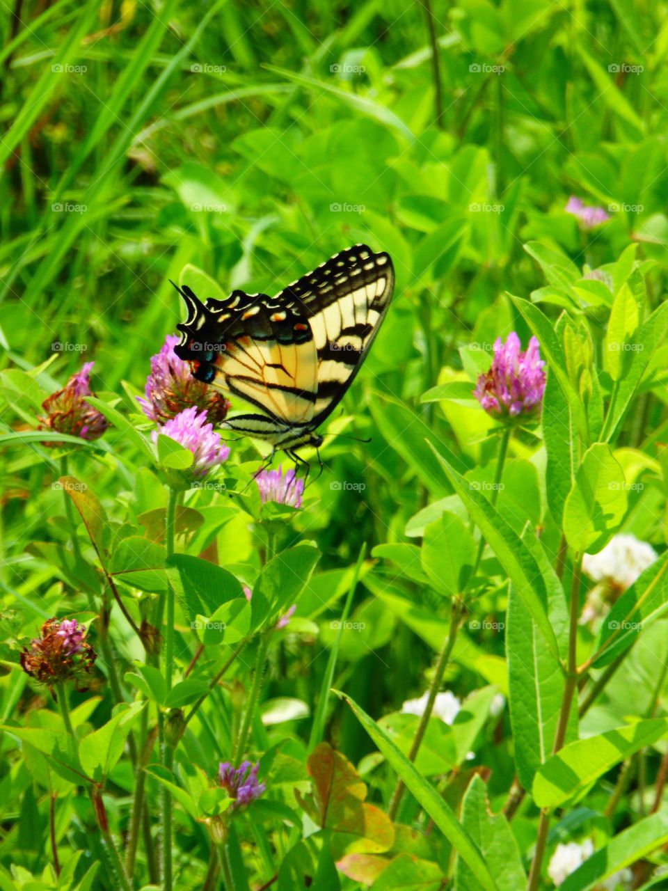Butterfly in a field 7