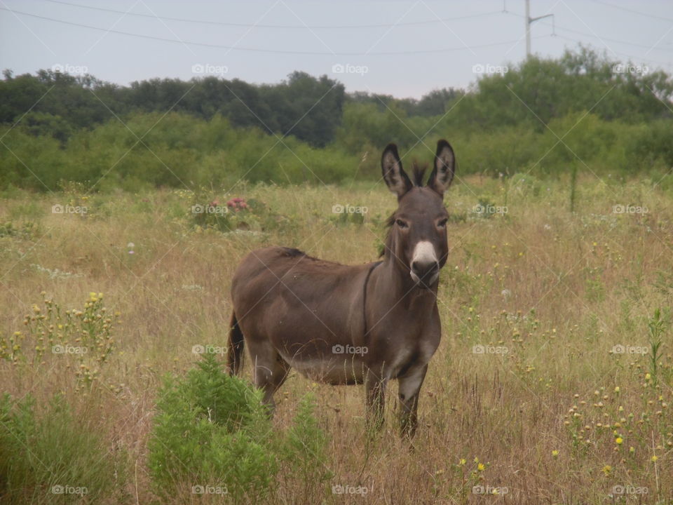 he always calls me that 2. This is a picture of a donkey that I saw while out walking 🚶 🏃 🔥 💨