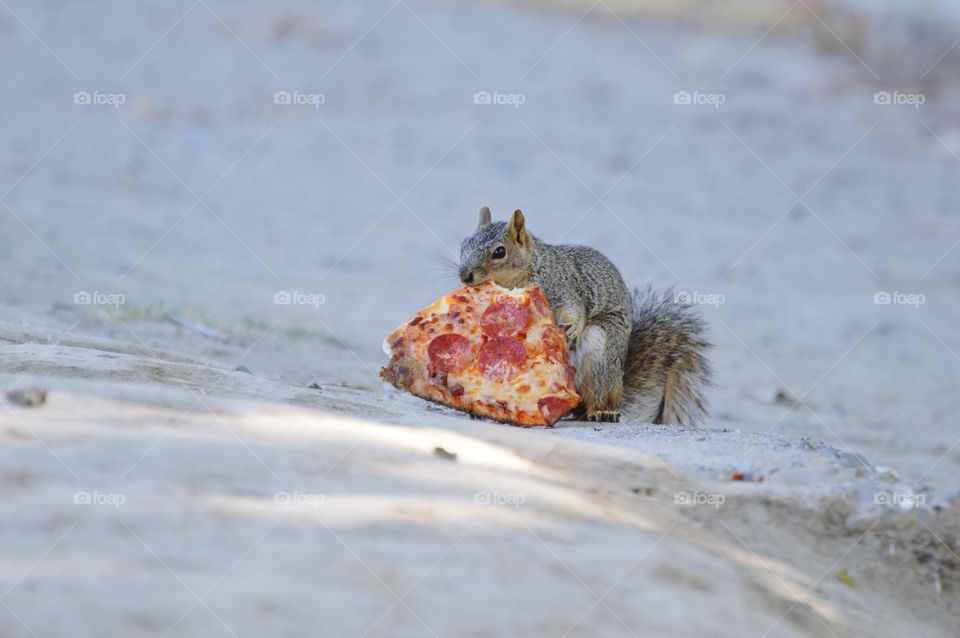 having a bite out of a slice of pizza