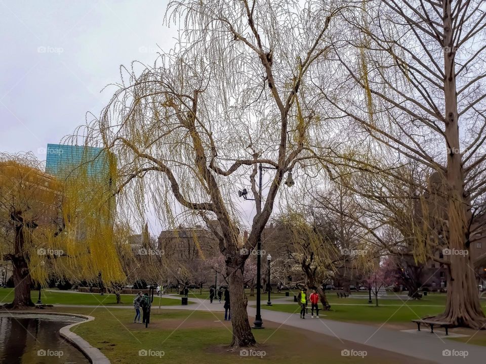 Boston Common is a central public park in downtown Boston, Massachusetts