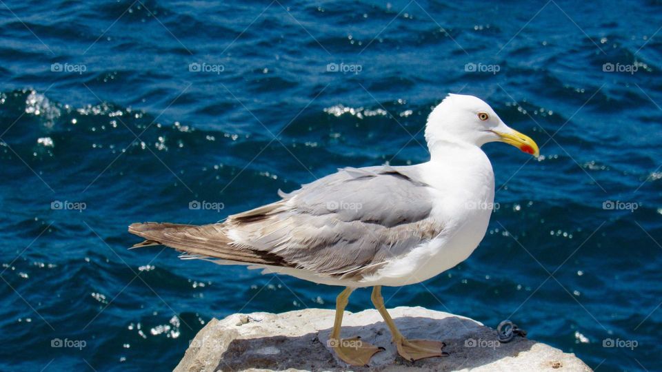 Seagull on a rock by the sea