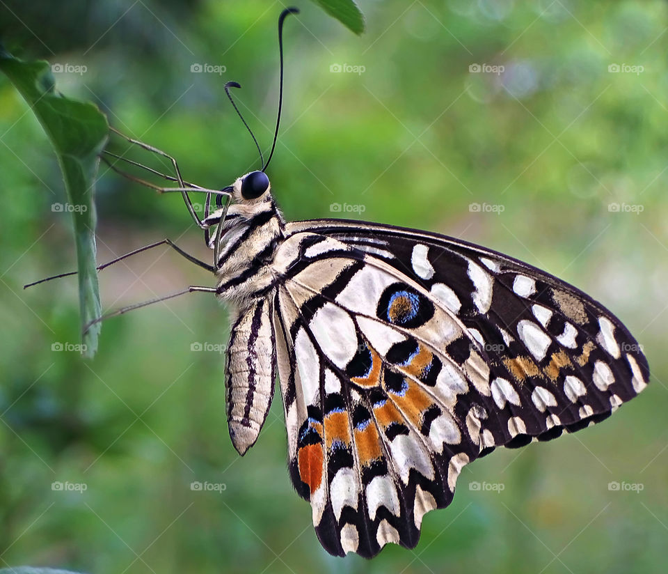 lime butterfly.