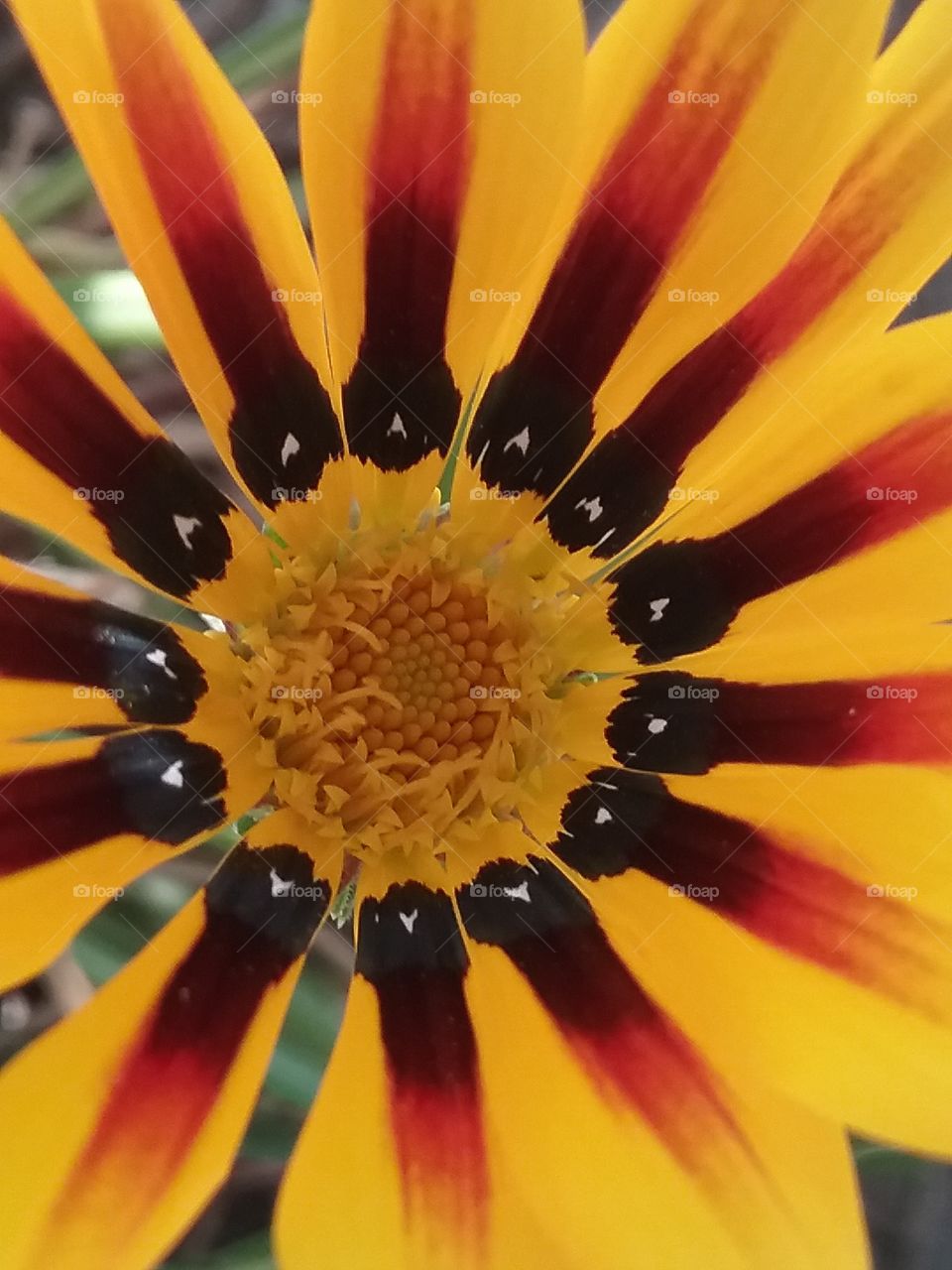 I really do like all the bright colors in this kind of flower.  Bright yellow, orange, red and Brown's with just enough black so you can see that tiny little white dot all the way around.