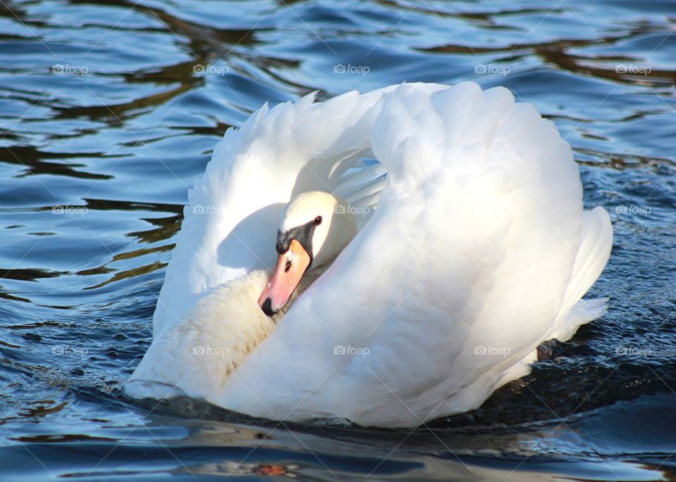 Animals, swans, birds, wings, water