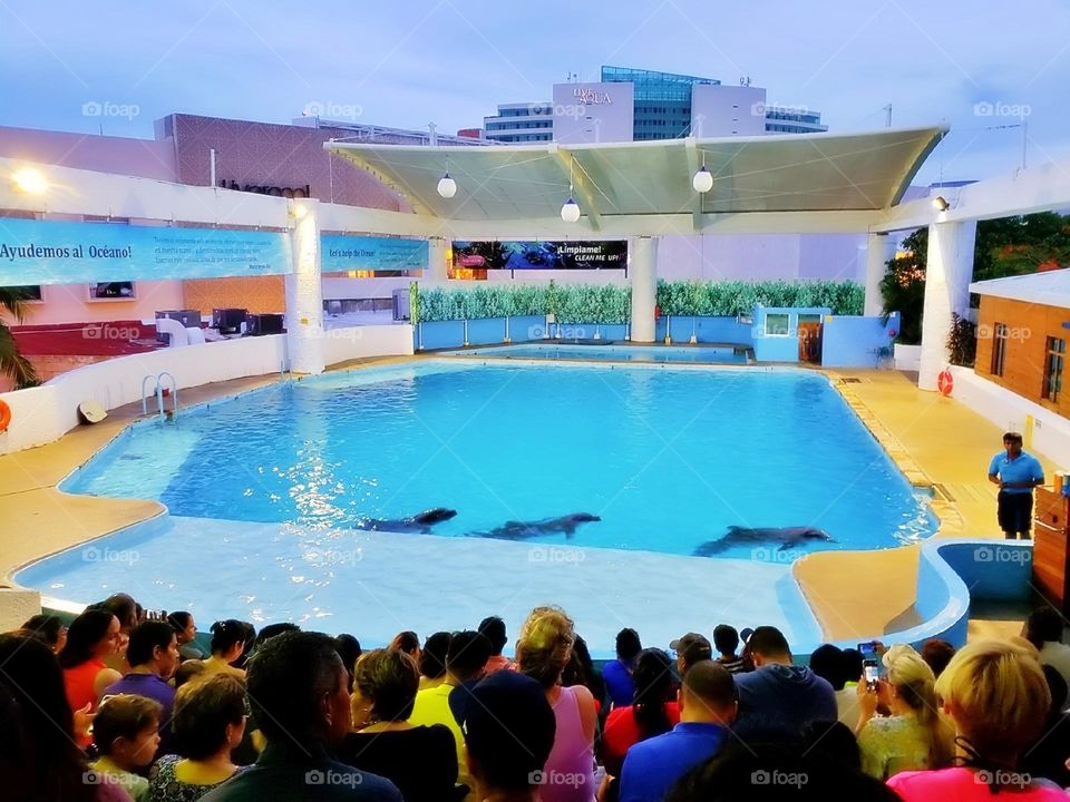 river creature atlantic child activity portrait beach fun coral natural family happy vacation dolphins playful island friendly animals fauna scuba landscape dolphin pod pool paradise travel snorkeling aqua view tourism flipper adventure undersea natu