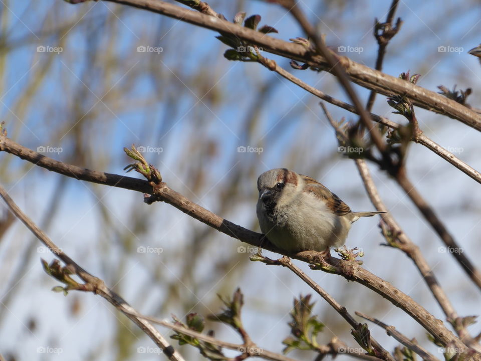 Sparrow 