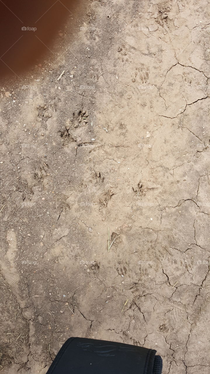 Prairie dog tracks