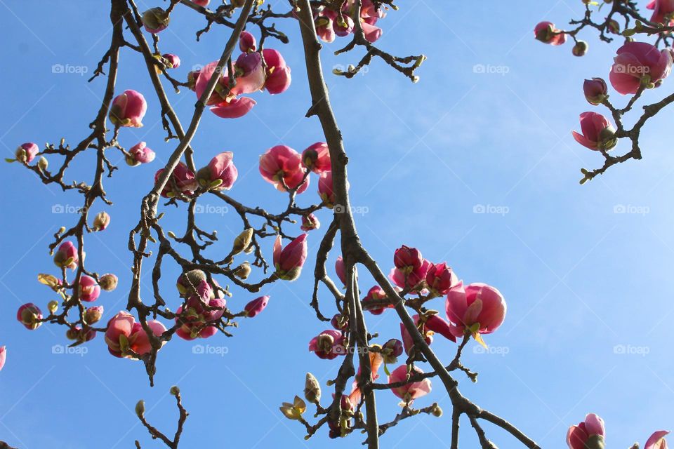 Close up of branches of beautiful Magnolia with buds and pink flowers.  Blue sky background