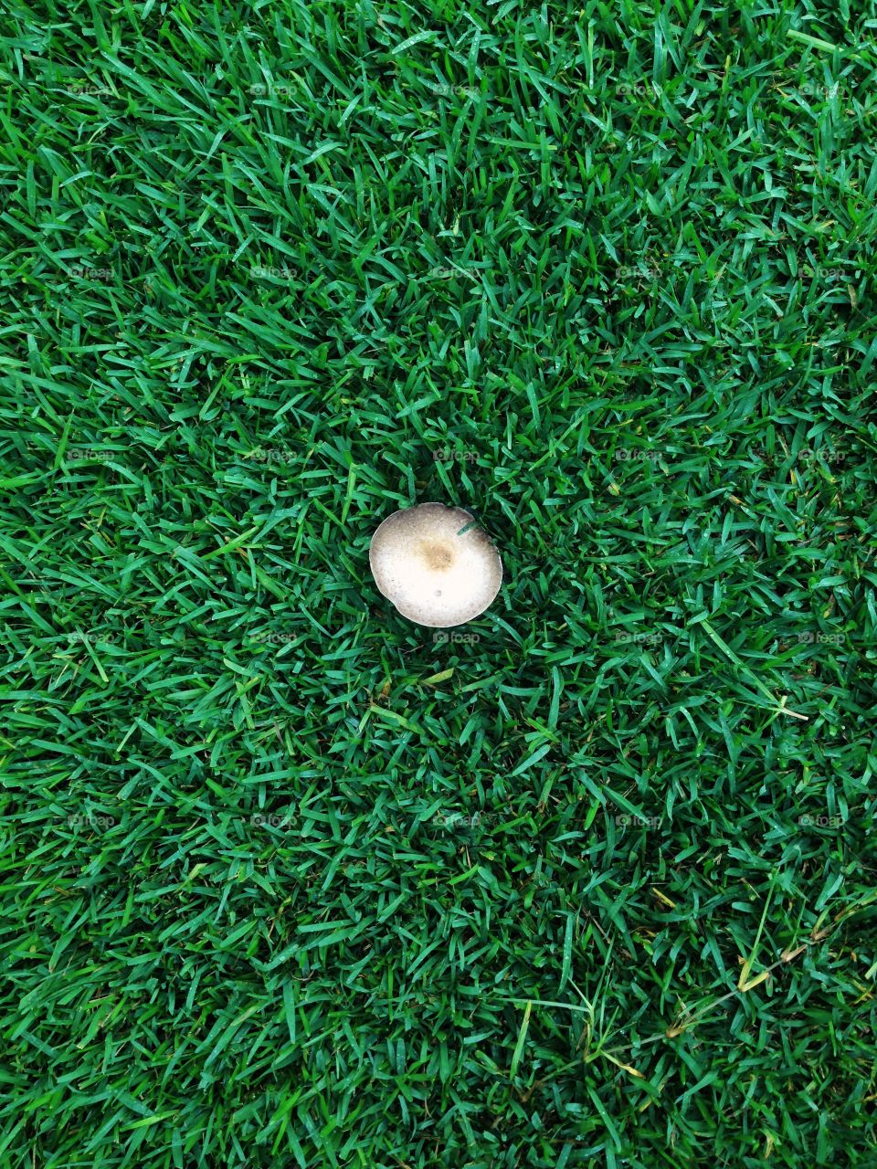 Mushroom on lawn