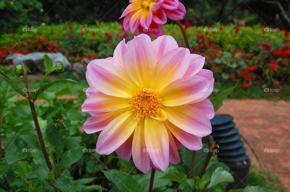 Beautiful Flower in Doi Ang Khang National Park in Chiang Mai, Thailand.