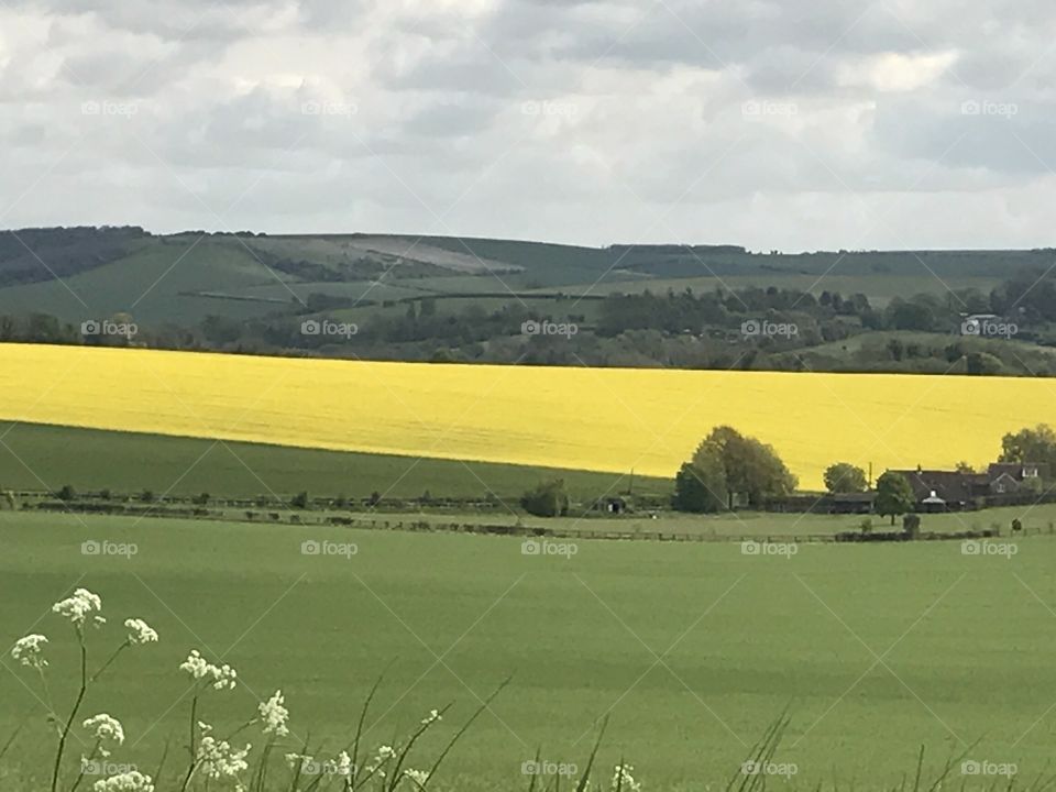 Hampshire fields