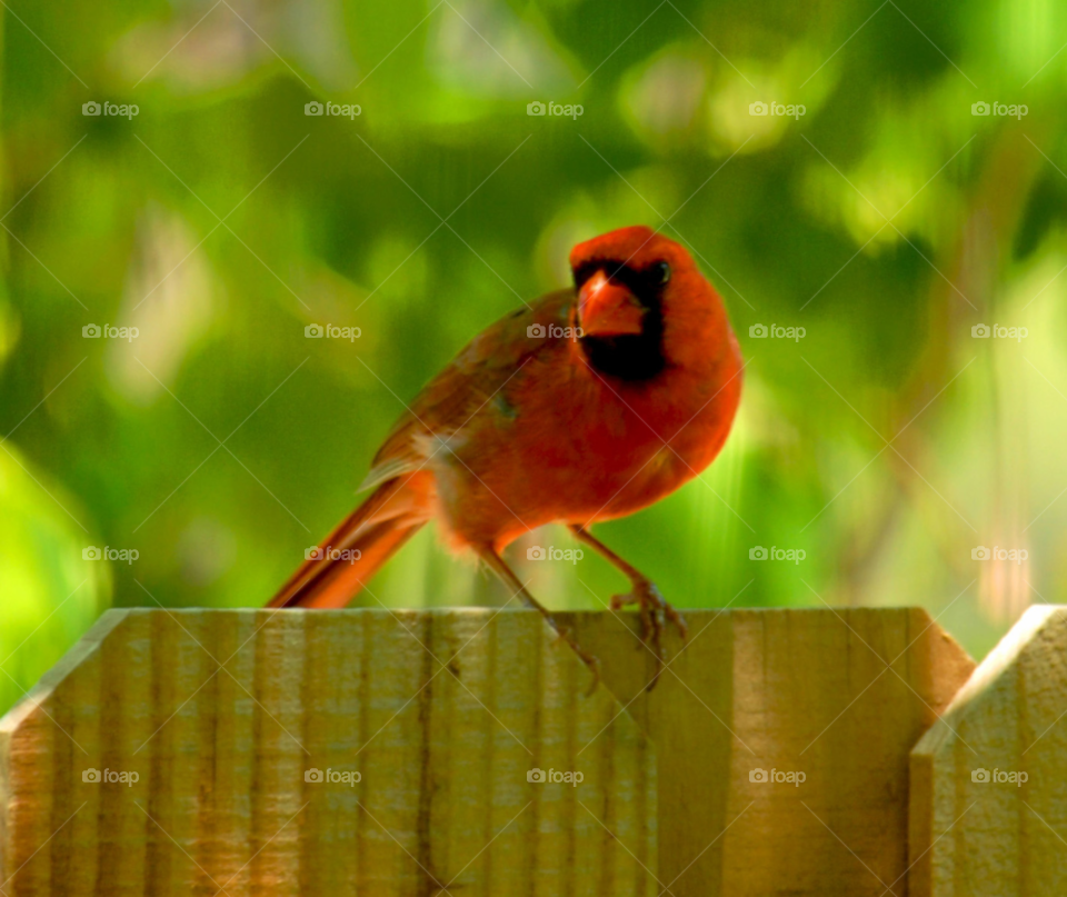 red fence bird male by lightanddrawing