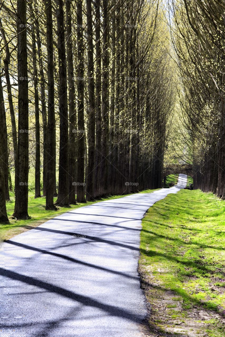 Road through forest 