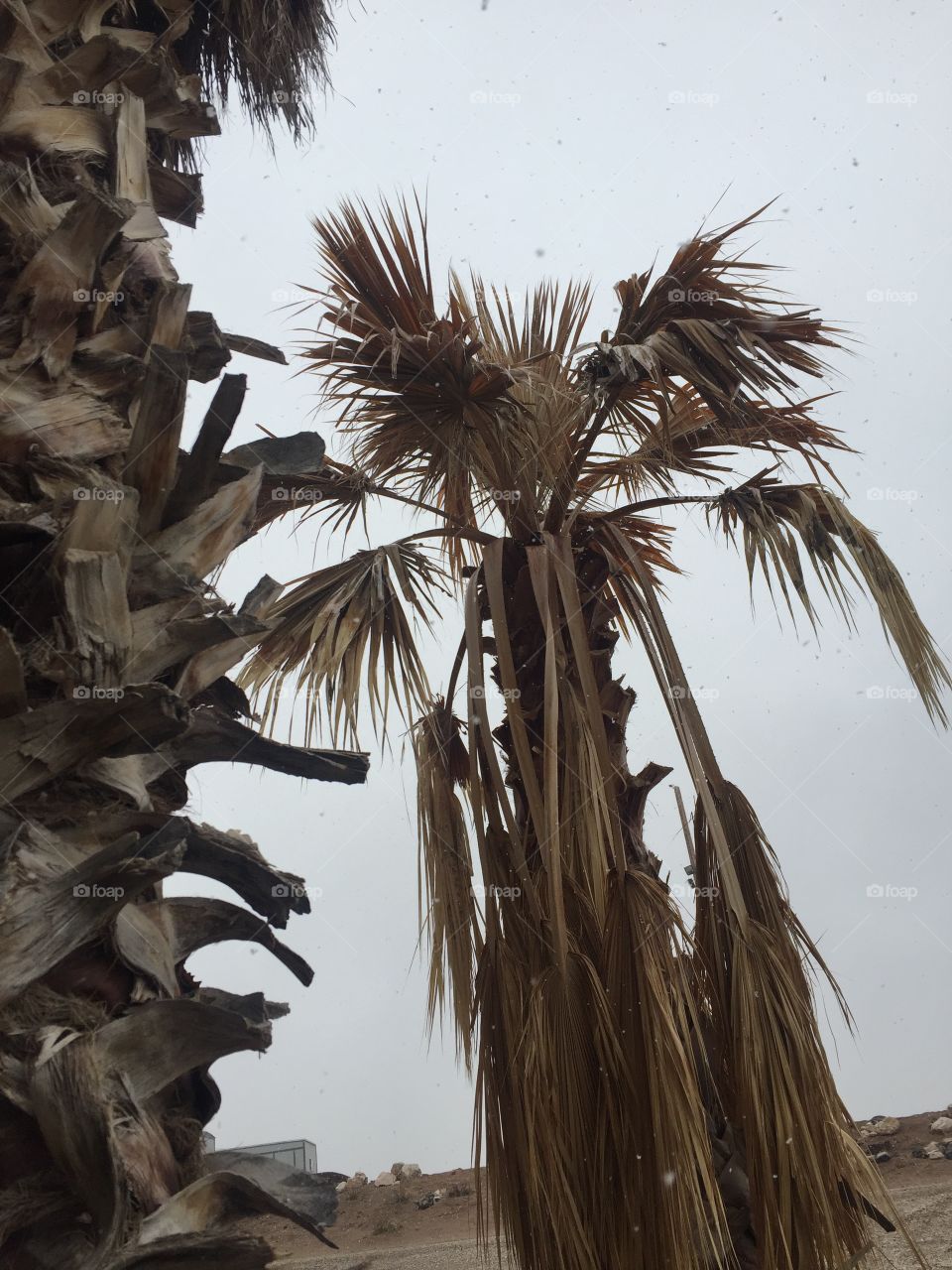 dead palm tree 