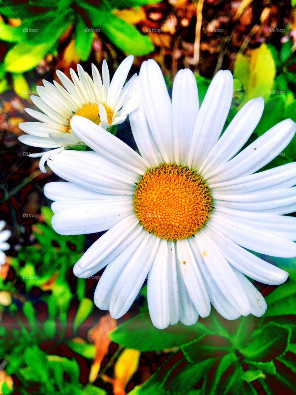 white daisy flower petals petals daisy by jmh