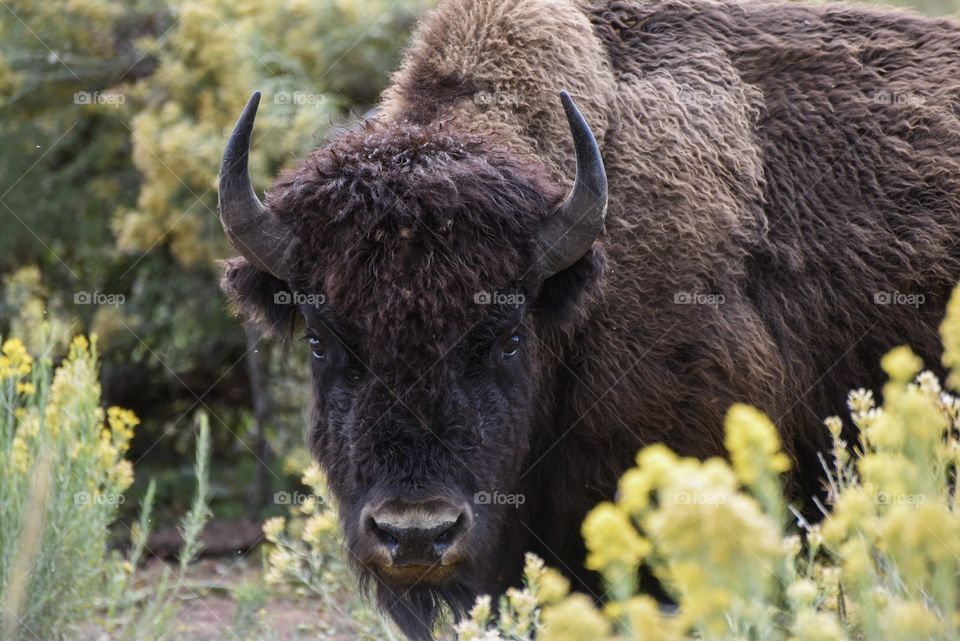 Close up with a bison