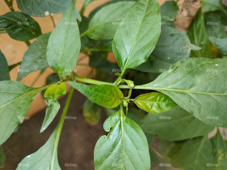 mirchi plants