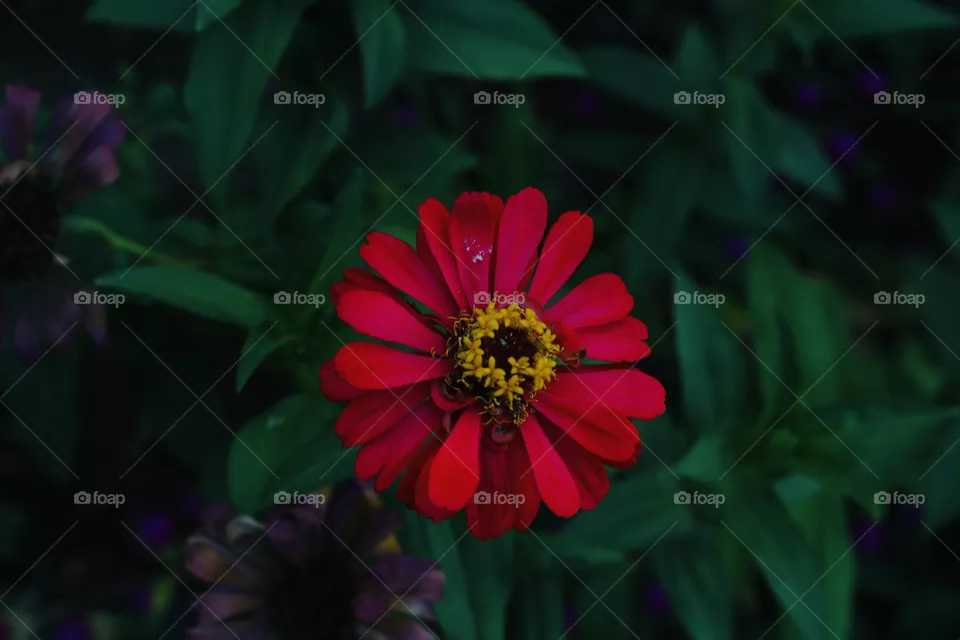 The red