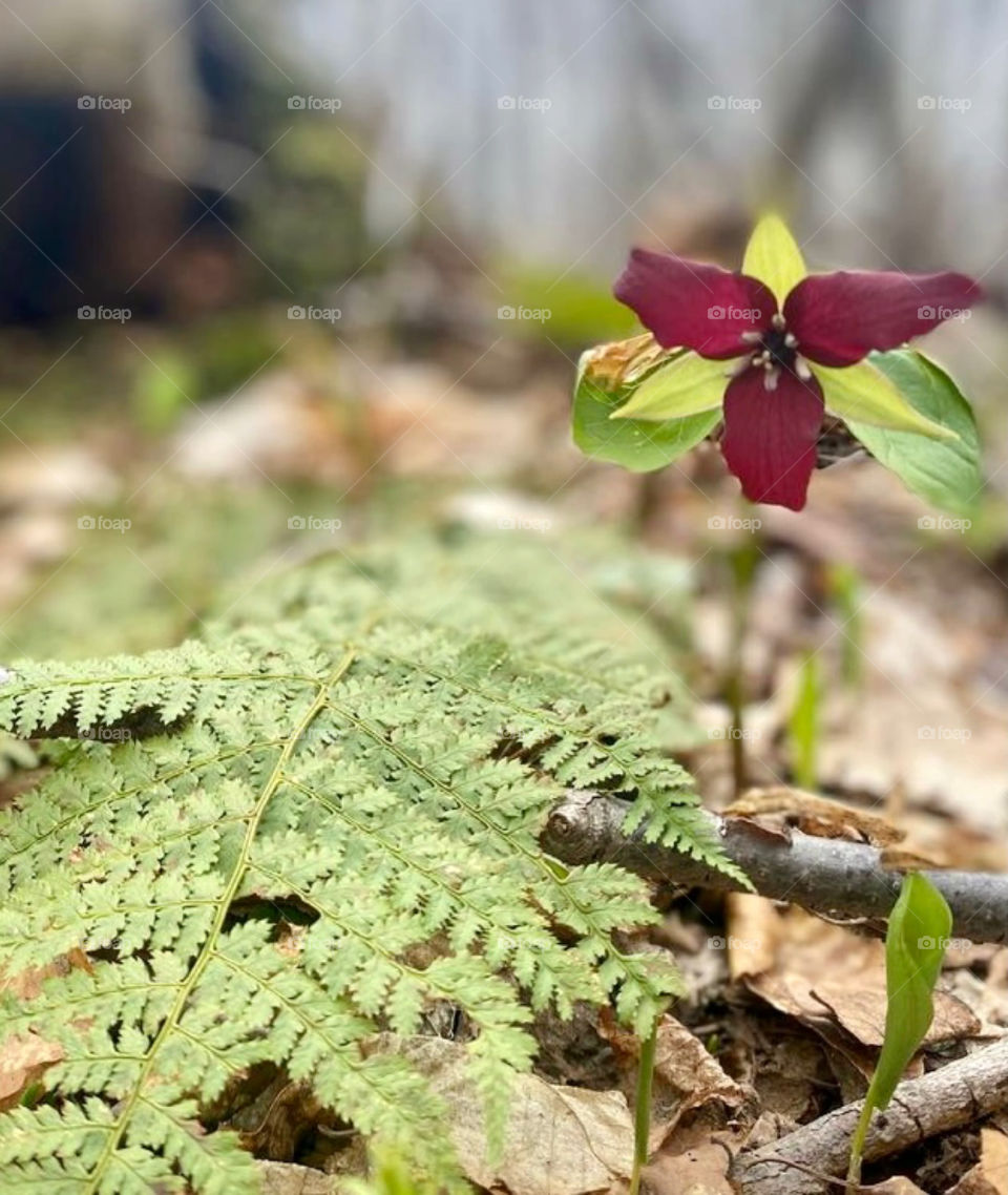 The sight of a red Trillium along a trail on a fine spring morning 