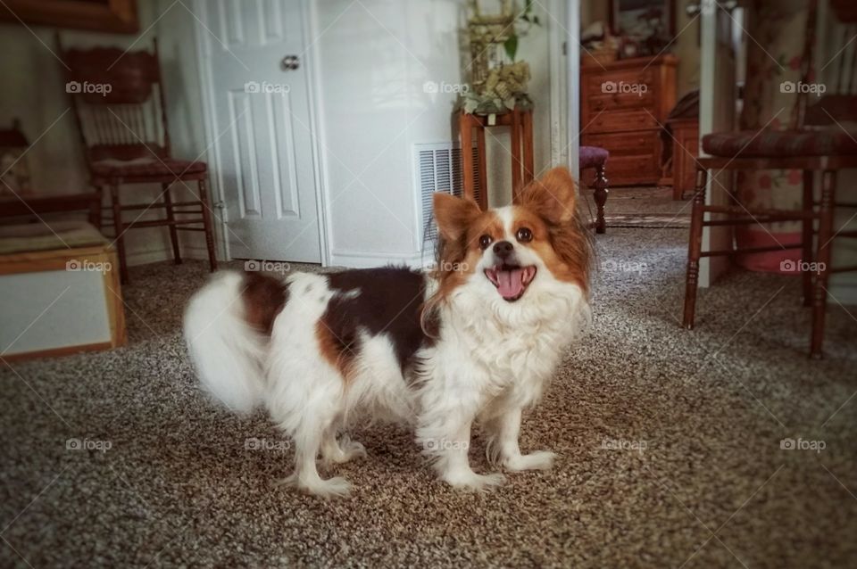Happy Papillion at Home