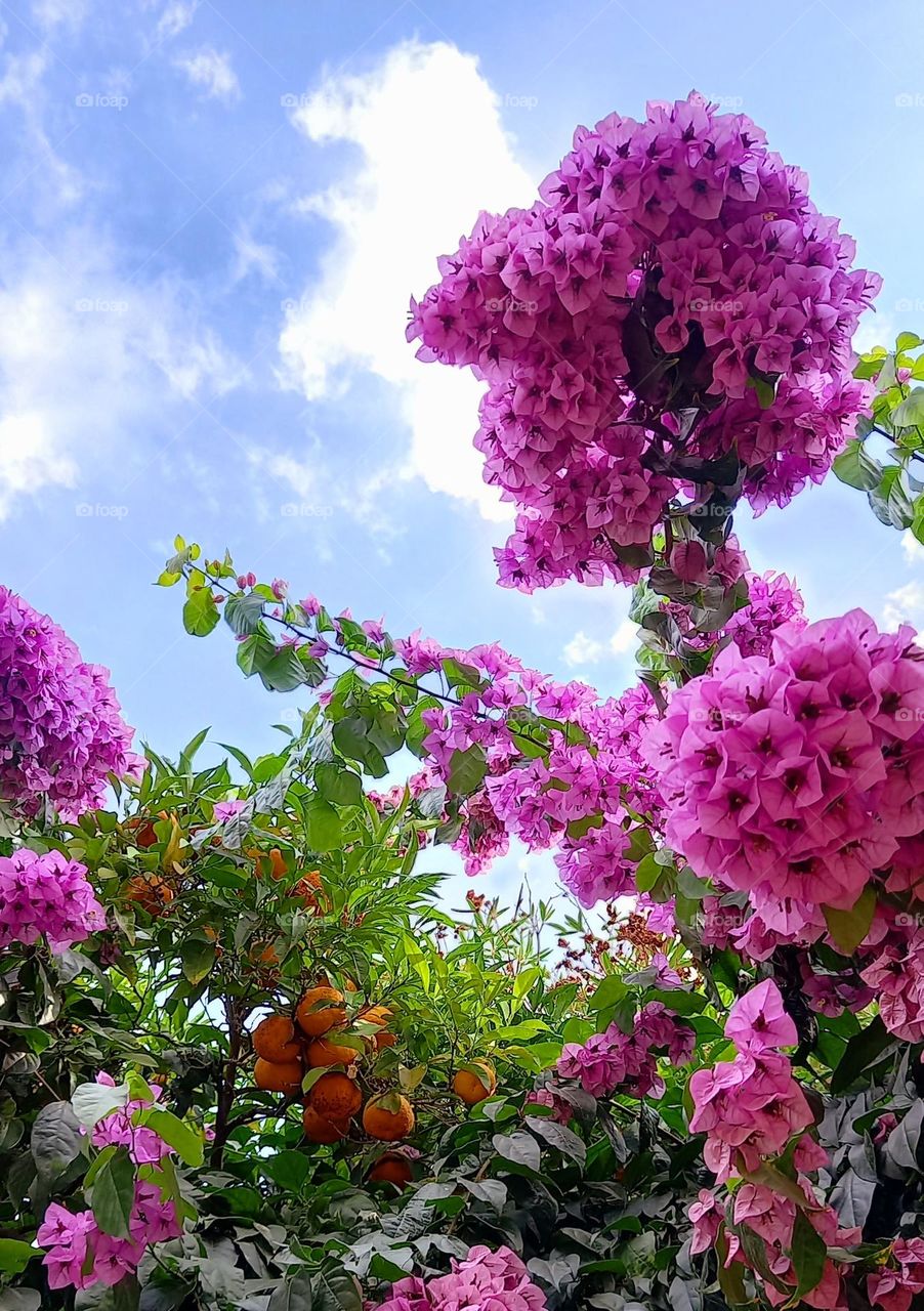 Bougainvilliers