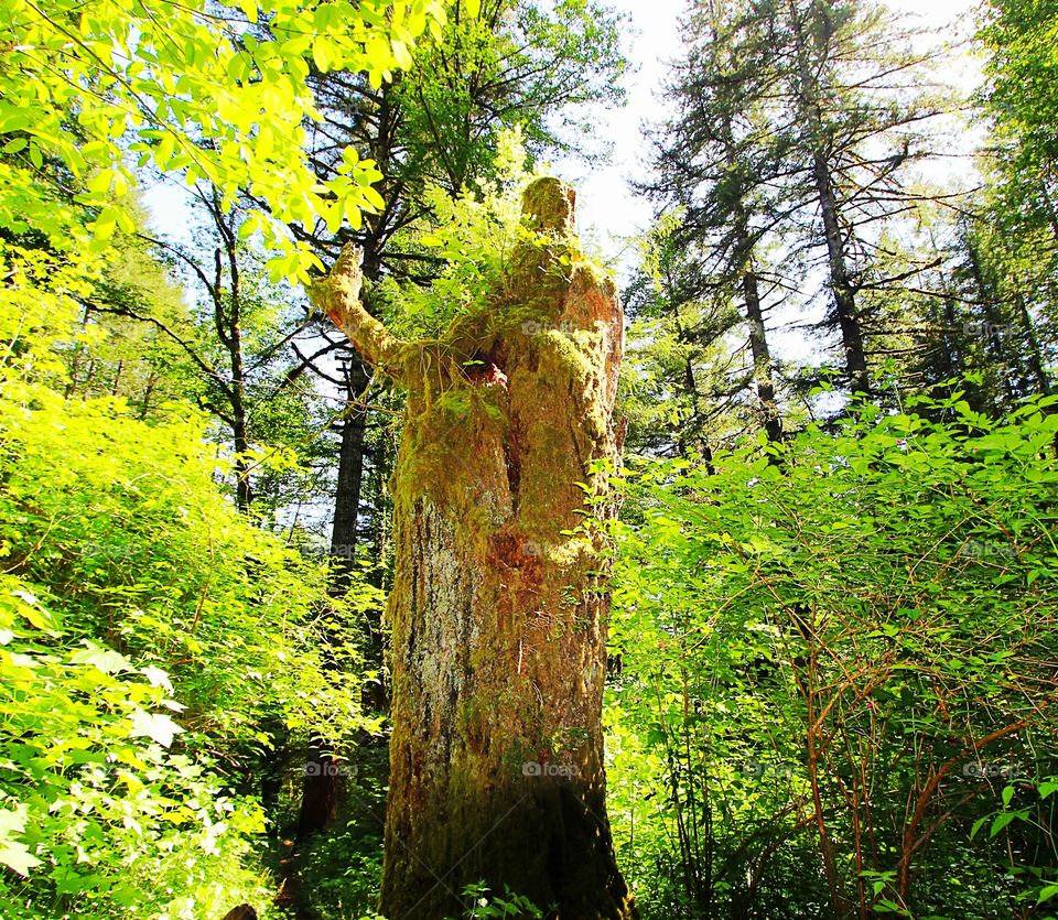 My granddaughter ran up to this tree on a hiking trail in the forest. she hugged it and called it the guardian of the mune tree.