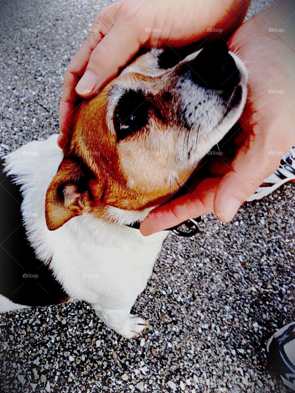 A dog with loving eyes responding to a human caress. 