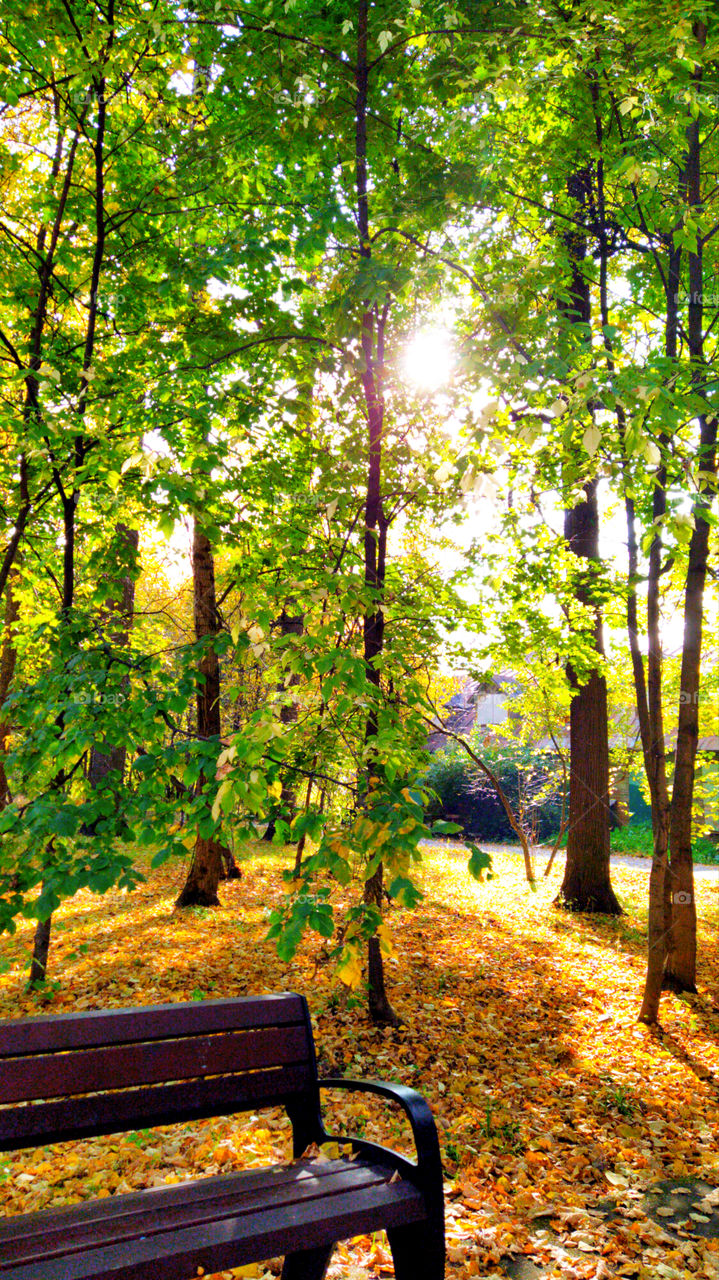 A bench in a forest park, on which a ray of light falls
