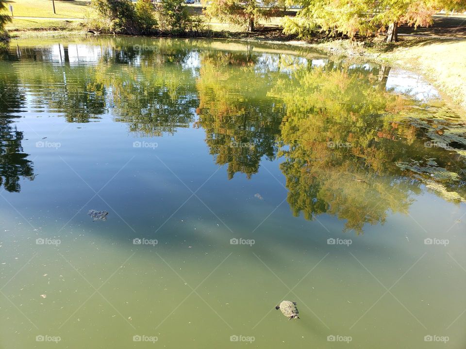 Today is Sunday, I'm walking in the sun ...seen turtles in the water enjoined this beautiful day