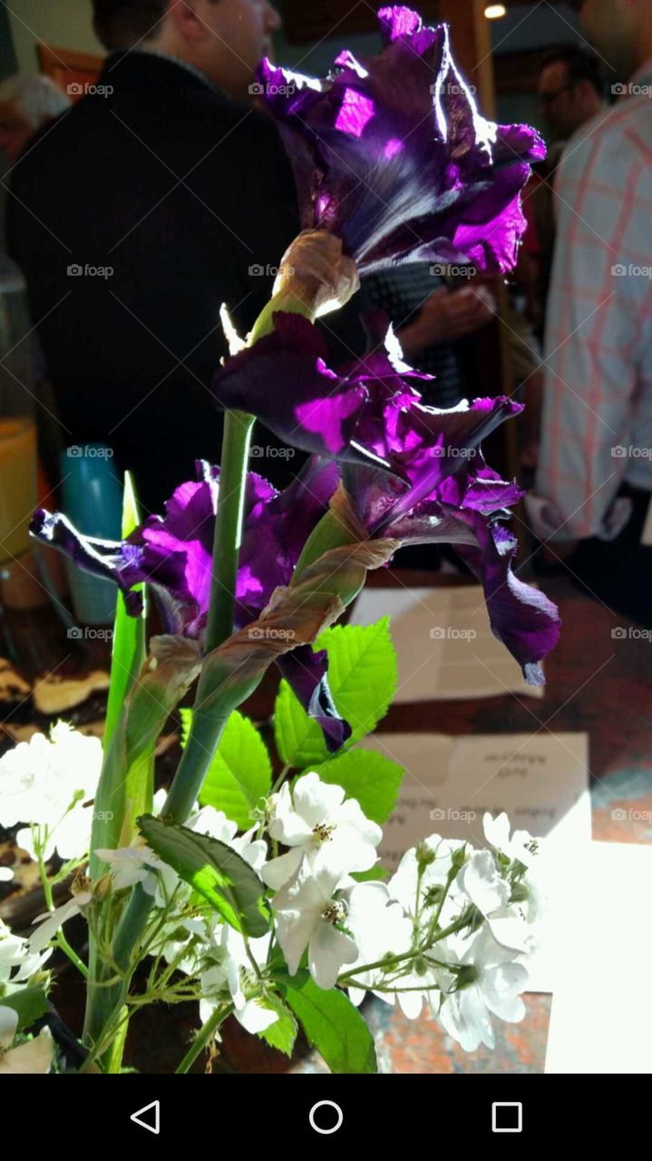 purple Iris caught in a sun ray at my friend's fund raiser
