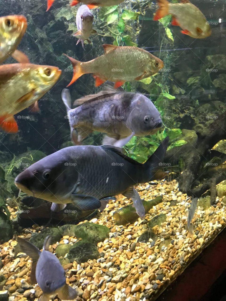 Aquarium Fish. Tropical Tank. Fish Keeping.