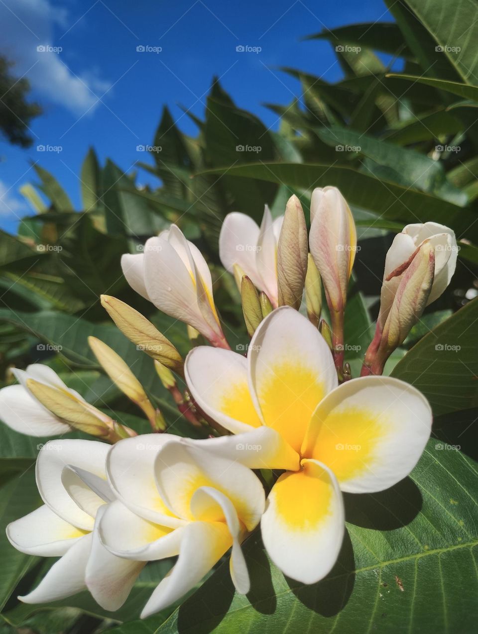 plumeria