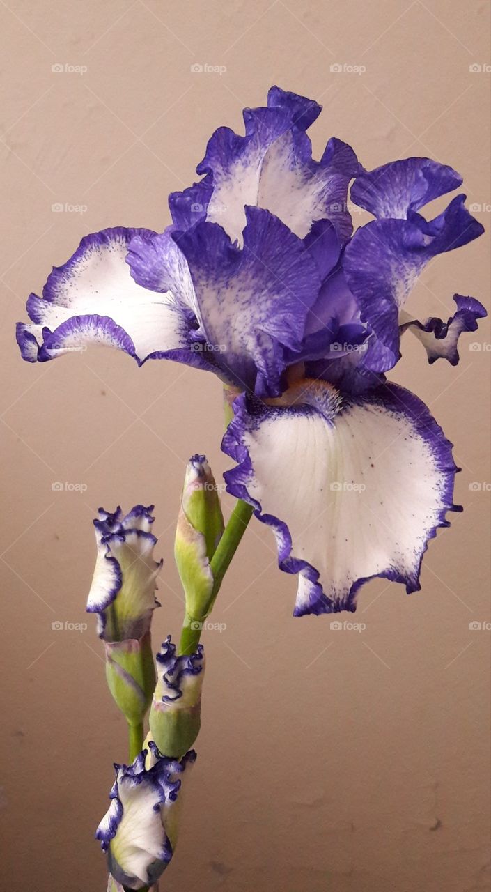 Flower of Iris