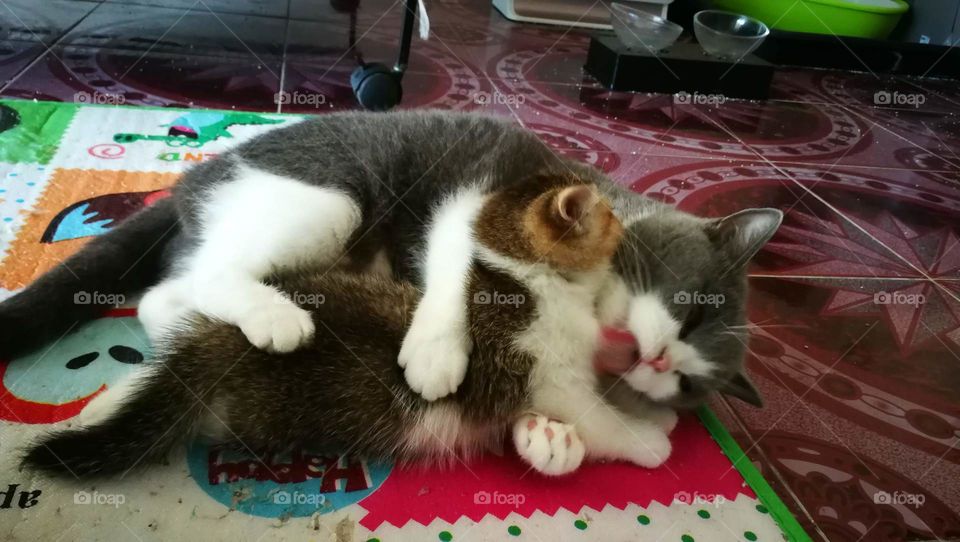 Mom dan kitten